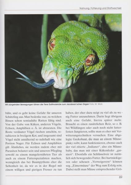 Preview: Grüner Baumpython – Morelia viridis